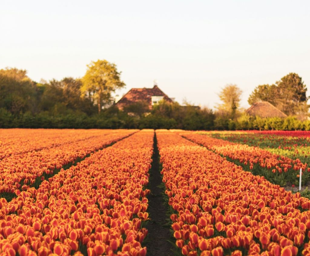 Keukenhof