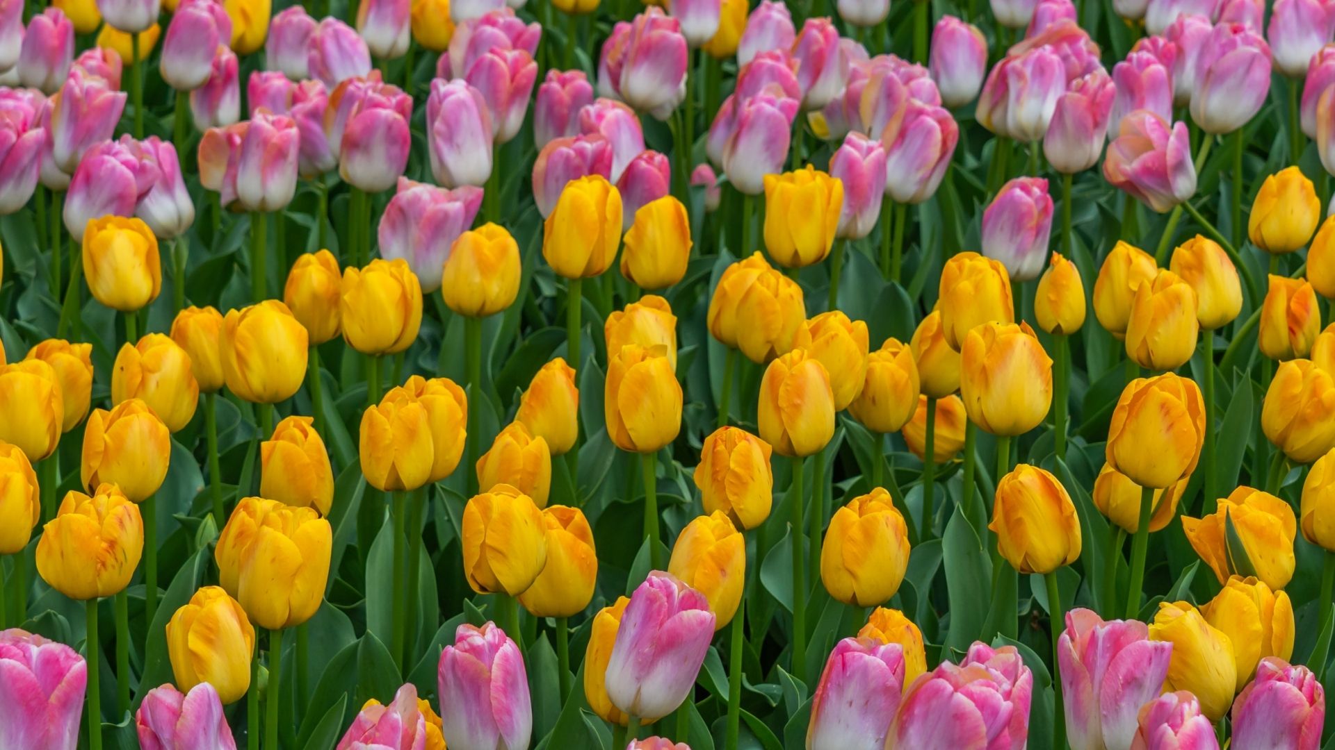 Keukenhof