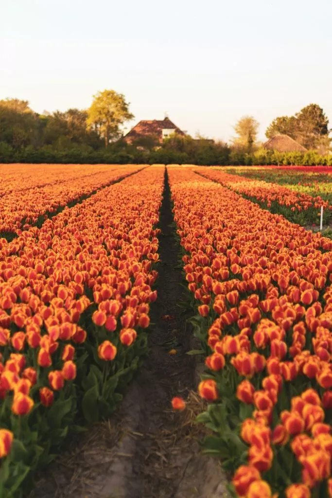Keukenhof