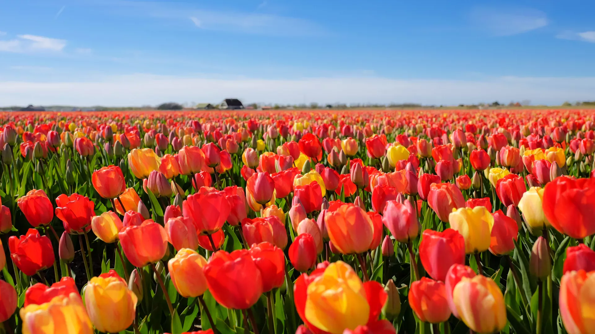 Leuke activiteiten in Nederland