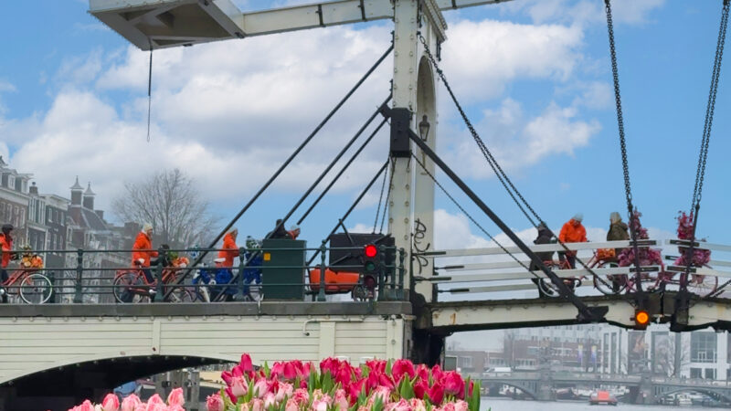 Tulips in Amsterdam