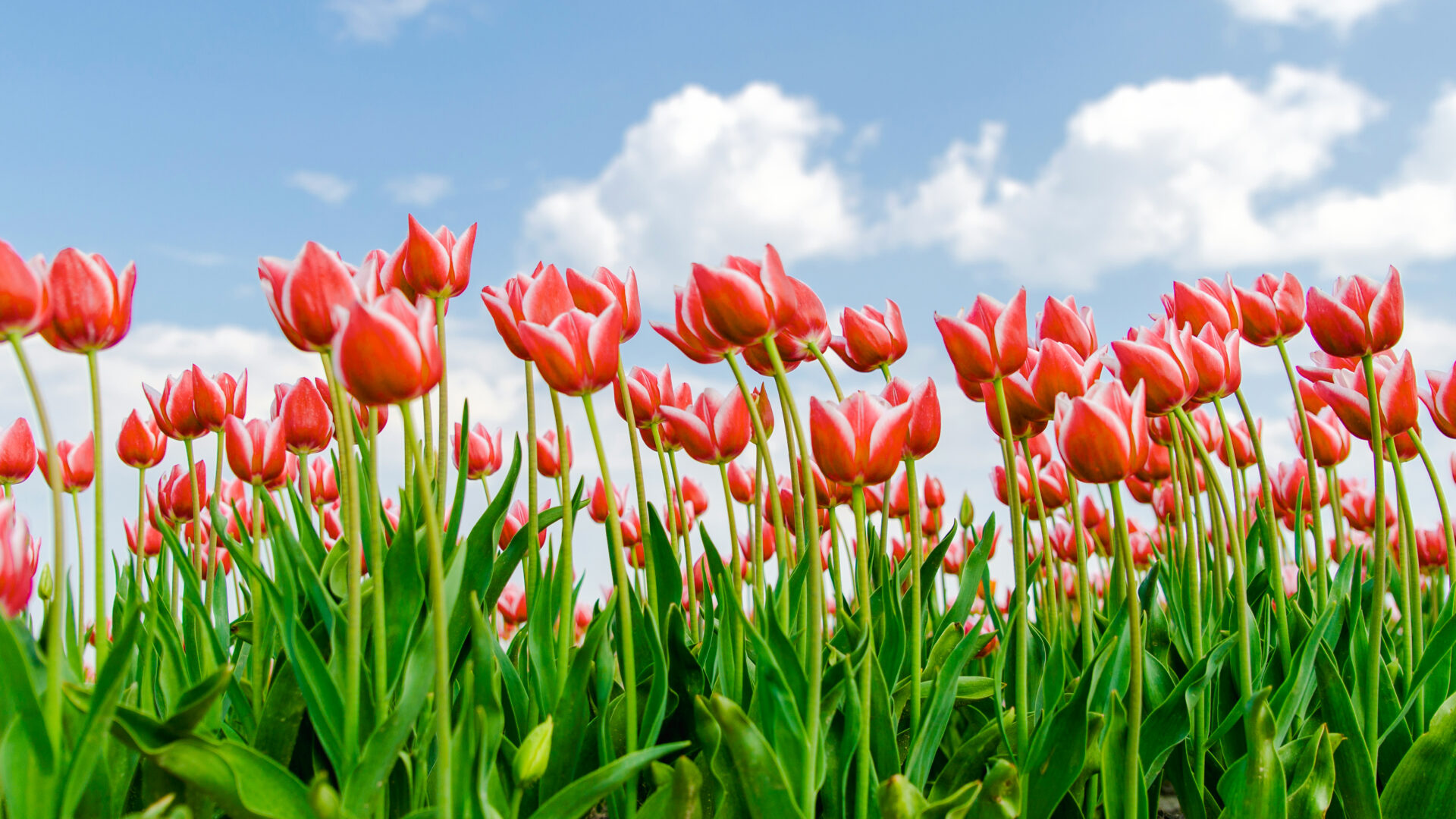 Tulip Tour: un crucero único por Ámsterdam