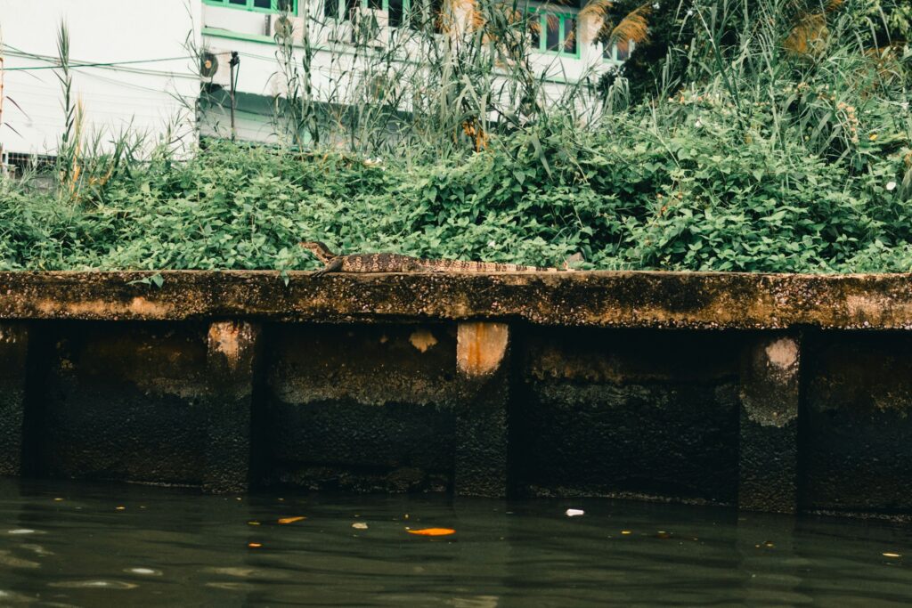 Plastic Fishing